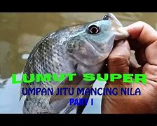 Mimpi Dapat Ikan Gabus Togel